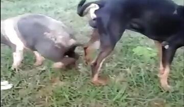 Horse animal sex