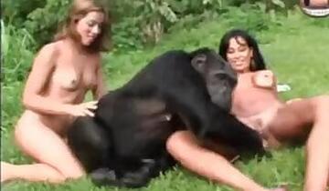 Horse bestiality sex