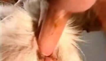Pig bestiality tube