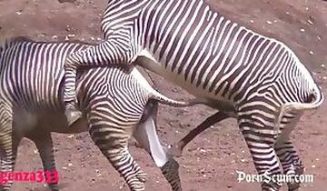 Dog Fuck Girl. Free zoo porn site