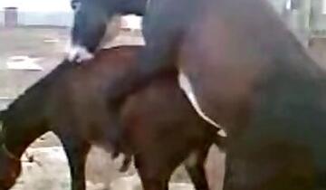 Stallion animal sex