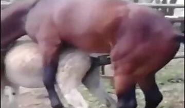 Stallion animal sex