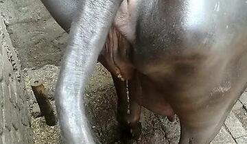 ZooFreePorn