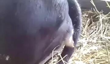 Zoo Porn Videos
