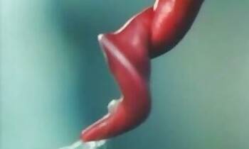 3d animal sex