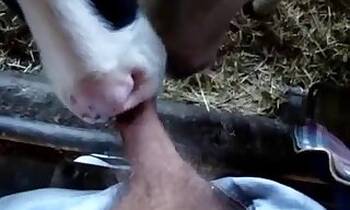 Anal animal xxx