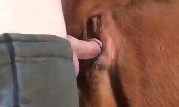 Animal Porn