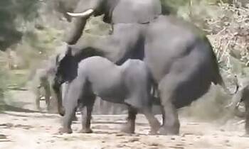 Asian animal xxx