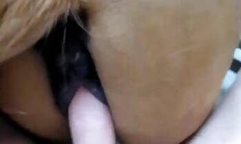 Cartoon animal sex