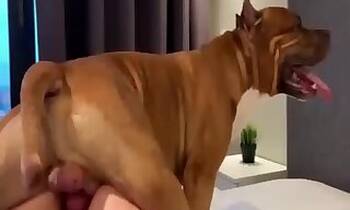 Cow animal sex