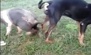 Horse animal sex