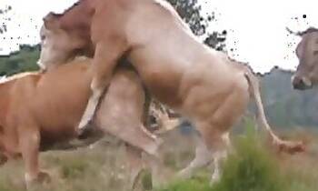 Horse animal sex