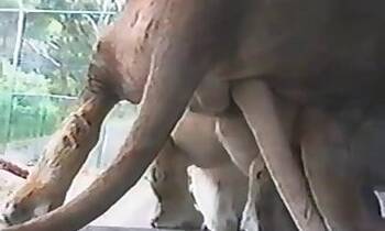 Japanese animal tube