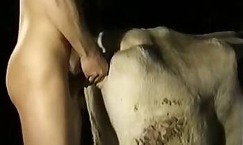Pig animal sex