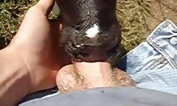 Pony animal sex