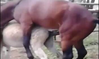 Stallion animal sex
