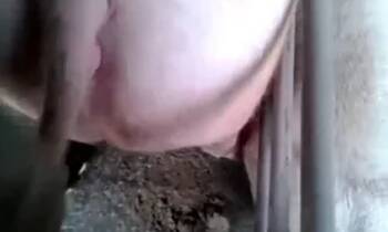 Zoo Porn Clips