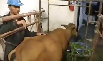 ZOO Porn video for FREE