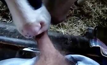 Anal animal xxx