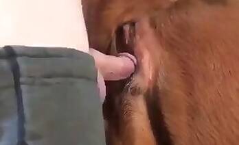 Animal Porn