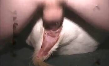 Asian animal xxx