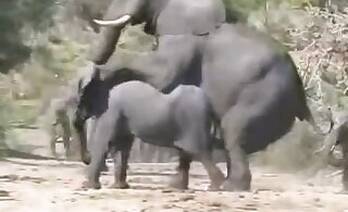 Asian animal xxx