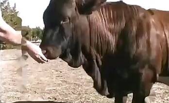 Cow animal sex