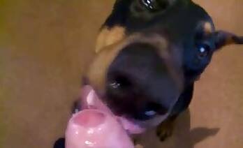 Dogs animal tube porn