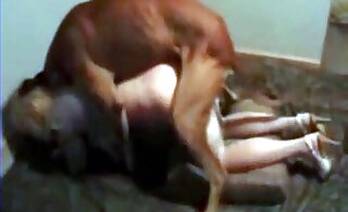Dogs animal tube porn