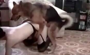 Dogs animal xxx