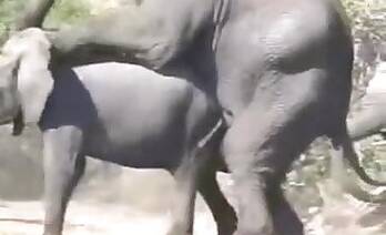 Horse animal sex
