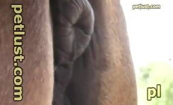 Mature animal porn