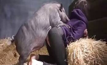 Pussy animal sex