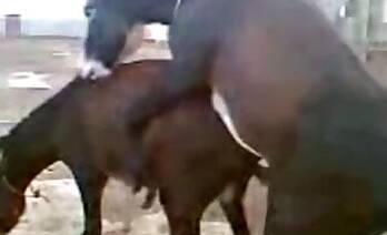 Stallion animal sex
