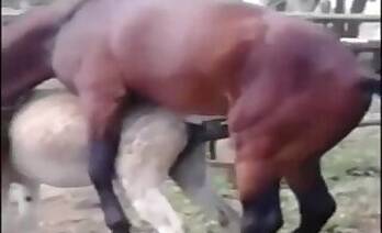 Stallion animal sex