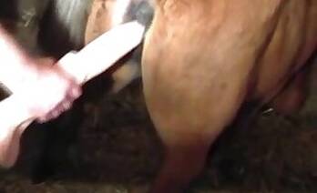 Stallion animal xxx