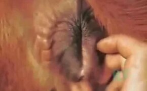 Zoo Porn Videos