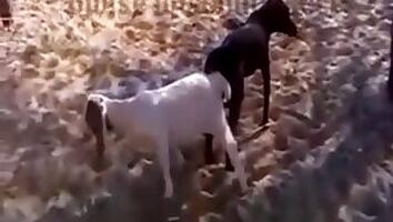 Animals bestiality porn