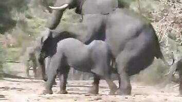 Asian animal xxx