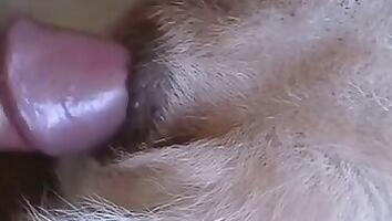Bestiality porn video