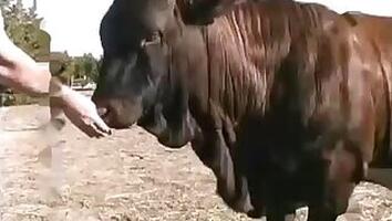 Cow animal sex