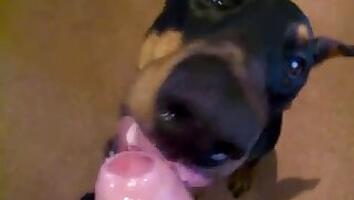 Dogs animal tube porn