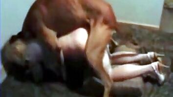 Dogs animal tube porn