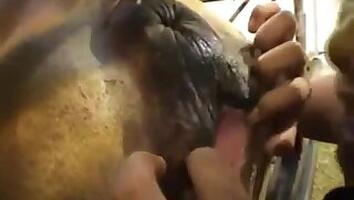Farm bestiality porn