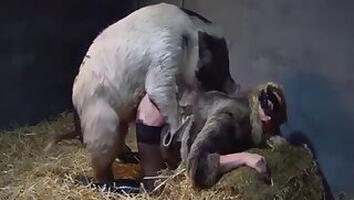 Fucking bestiality tube