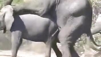 Horse animal sex