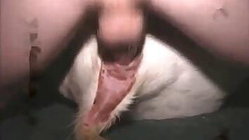 Pig animal sex