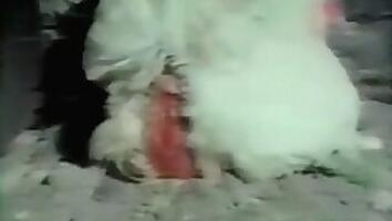 Pig bestiality tube