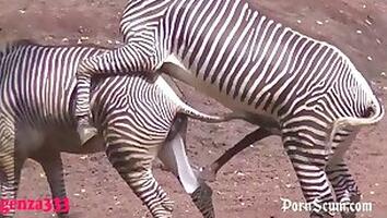 Dog Fuck Girl. Free zoo porn site