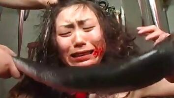 Zoo porno and bestiality video